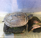 お店のマスコットの亀