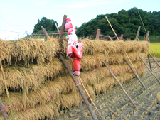 田んぼのイメージ